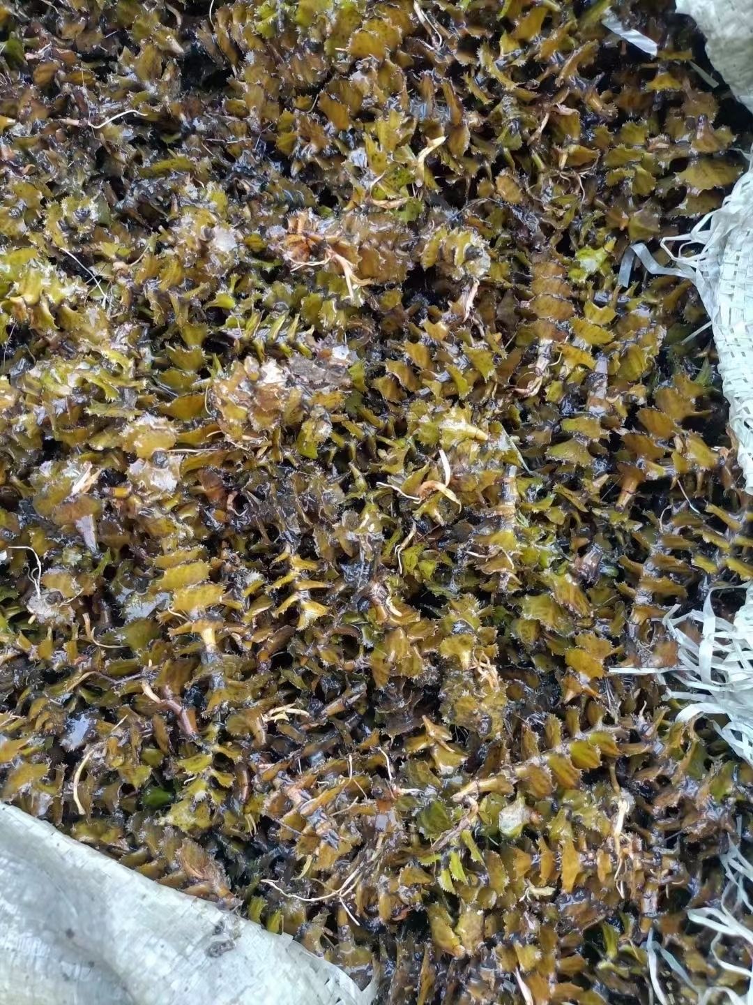安新县麦黄草  菹草种子石芽小龙虾口粮净化水质