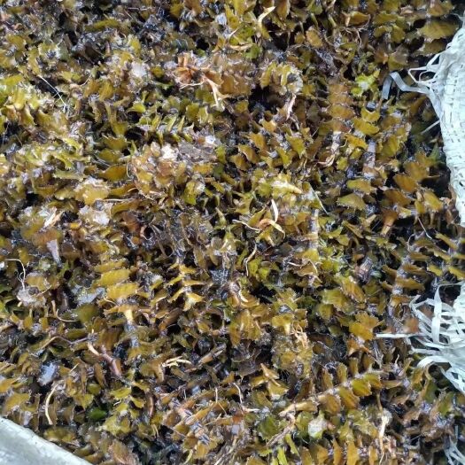 安新县麦黄草  菹草种子石芽小龙虾口粮净化水质
