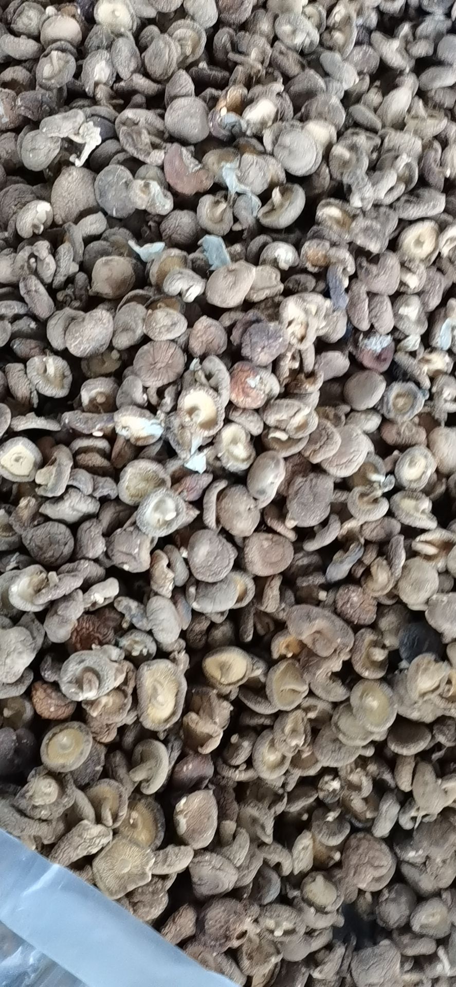 干香菇批发价，