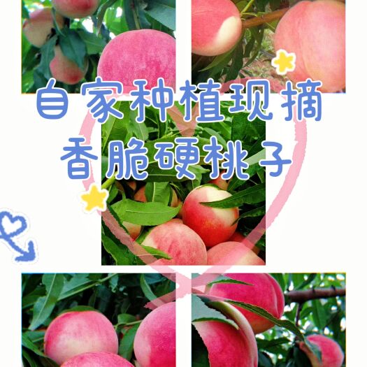 礼泉县自家种植桃子阿富白