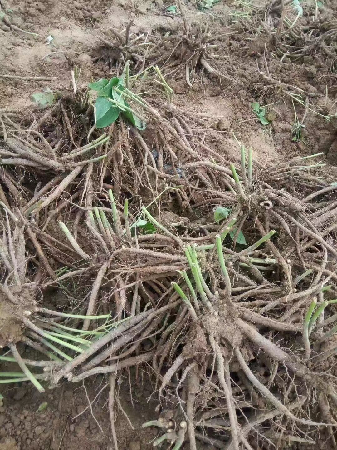 菏泽观赏芍药种苗，店铺冲量包邮到家，千层大花品种随机发9.9