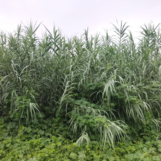 阳信县出售绿州一号牧草1000多吨，价格低，质量好