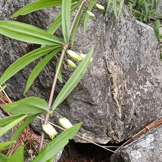 威宁县鸡头黄精