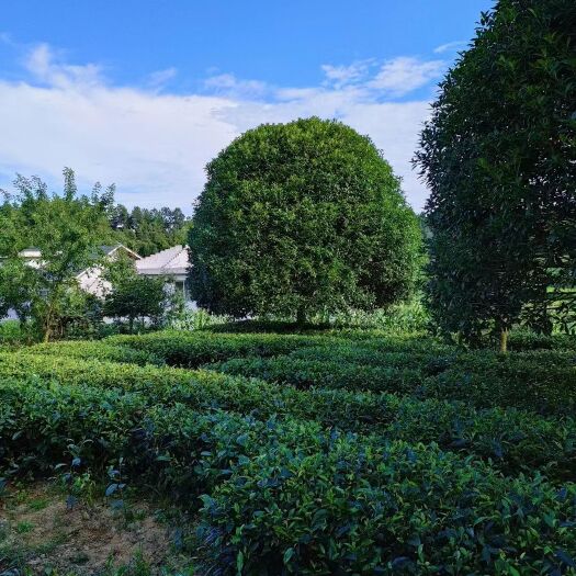 湄潭县15公分桂花，1.4米分枝。看过来。