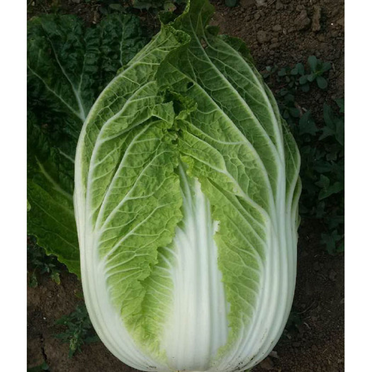 蔚县万亩旱地大白菜，全部高质量通货，价格今年跟白送一样，欢迎咨询