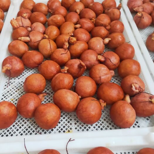 临沂大肉块罗汉肚：手工捆蹄：松花鸡腿
