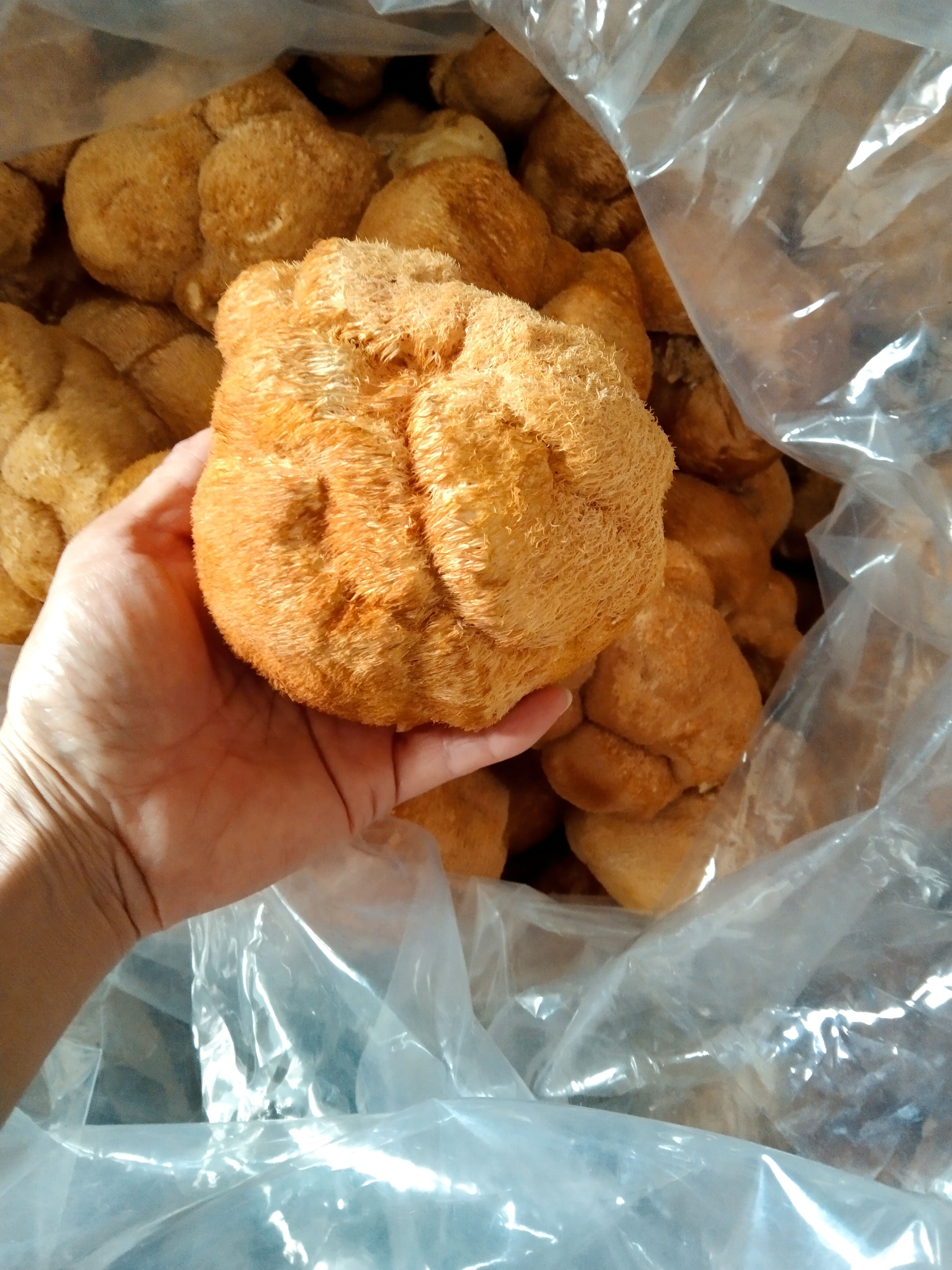 海林市干猴头菇  东北特产猴头菇，秋猴头菇，新货颜色金黄