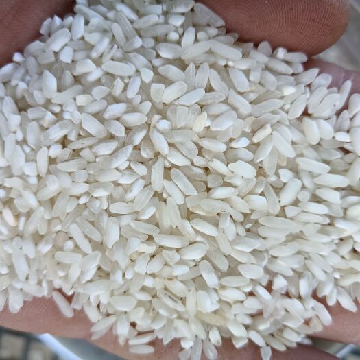 乐昌市常年供应19年份早稻米，品质保证，货源充足，饭堂，快餐炒饭