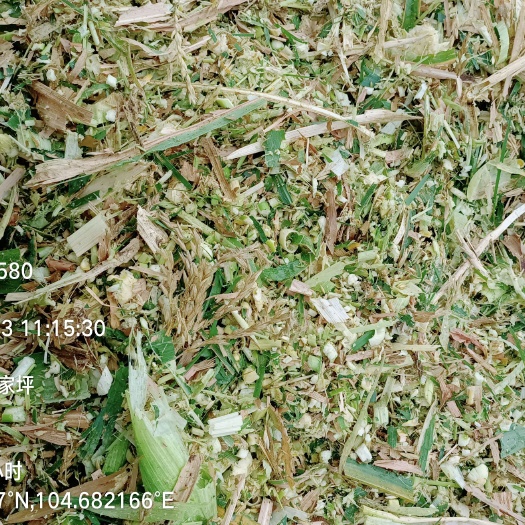 武山县青贮草