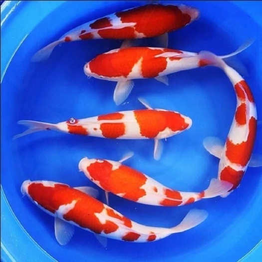 崇州市锦鲤鸡血红