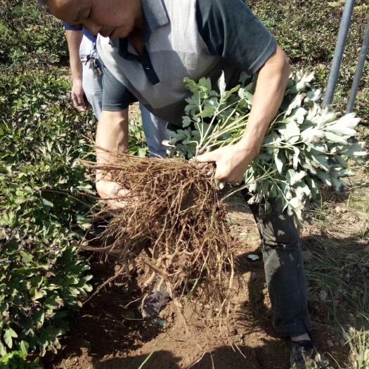 菏泽菏泽正宗牡丹芍药荷包花苗基地正品保证国产都有