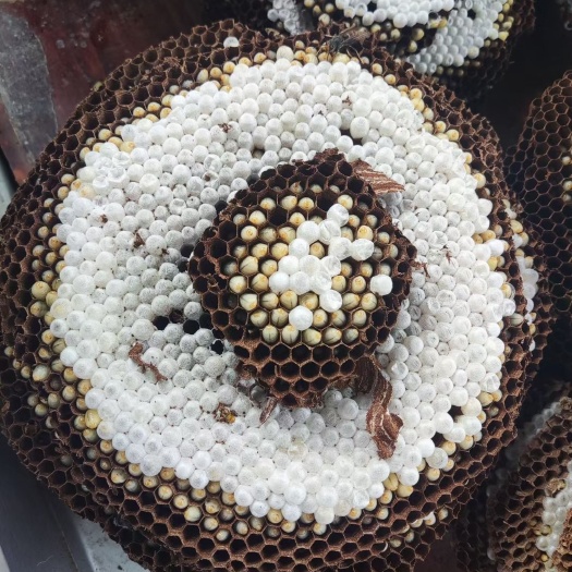 杭州浙江地区新鲜蜂蛹树蜂，土蜂金环，可收货出货，一件也是批发价