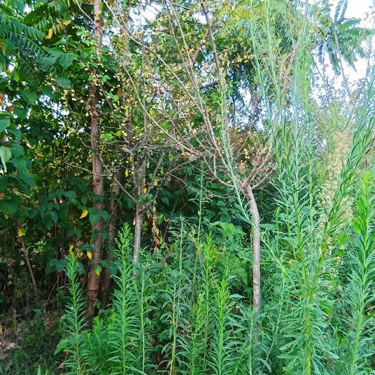 成都处理园林花树，价格便宜