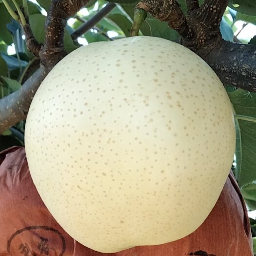 方城县正宗博望黄金梨，产地直发，可代办