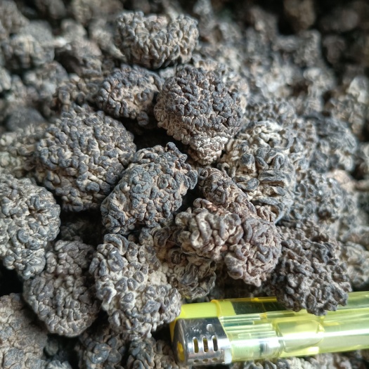 核桃菌猴脑菌榆耳玛咖菌玛卡菌松花菌鹿茸菌玛瑙菌猴脑耳菌批发零