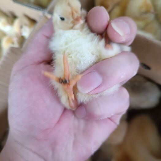 昆明黄金宝