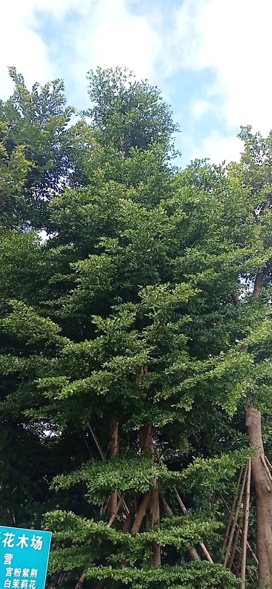 小叶榄仁