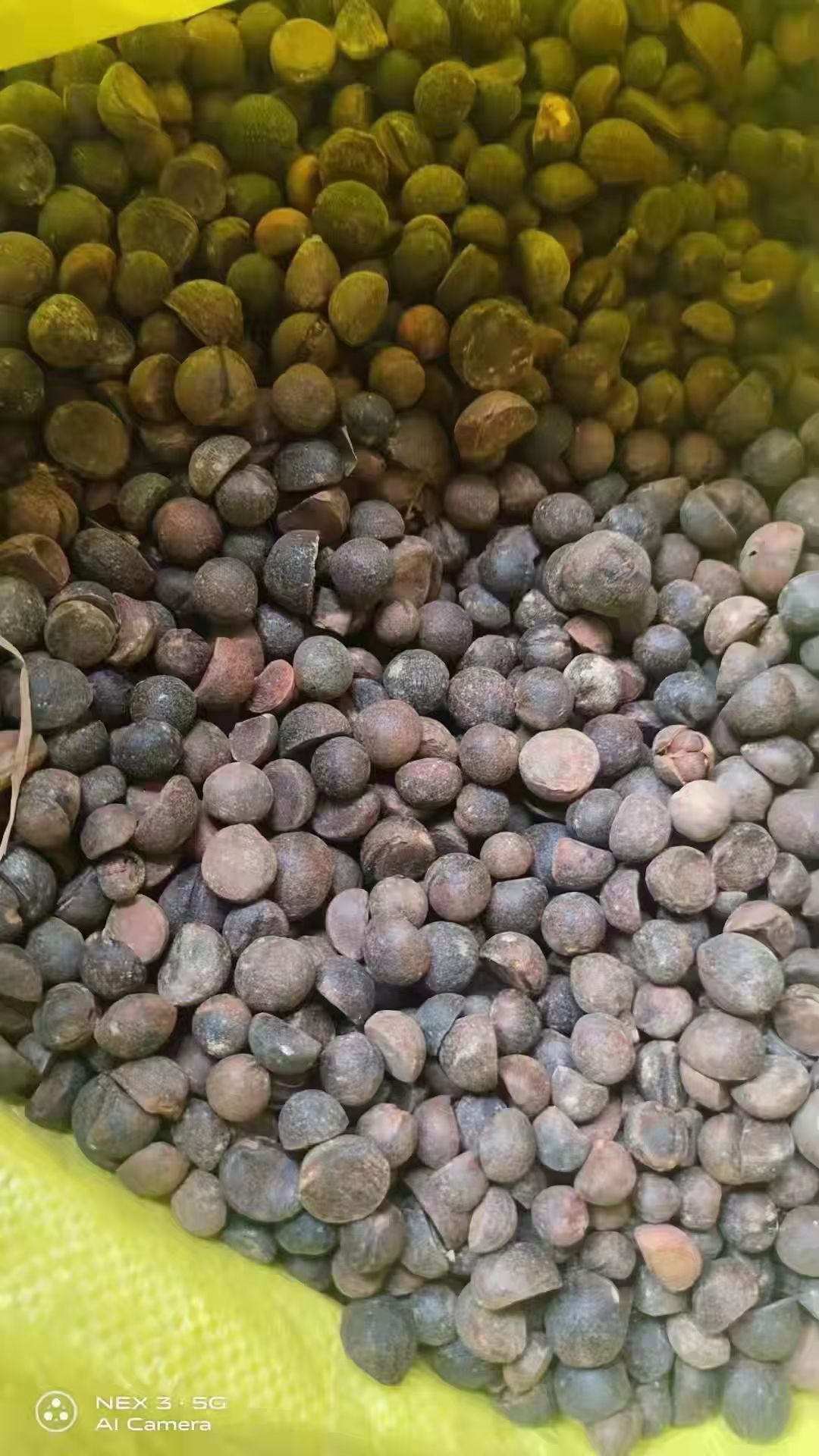 通道侗族自治县油茶籽（小圆籽）