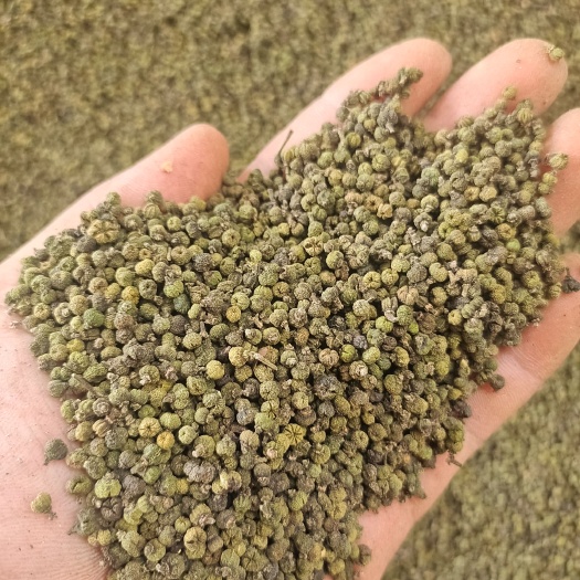 罗城县广西中花小颗粒吴茱萸上市