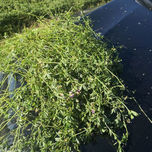 杜尔伯特苜蓿草