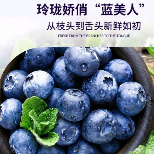 澄江市精品蓝莓 云南优质蓝莓 大量上市 产地直供 一手货源