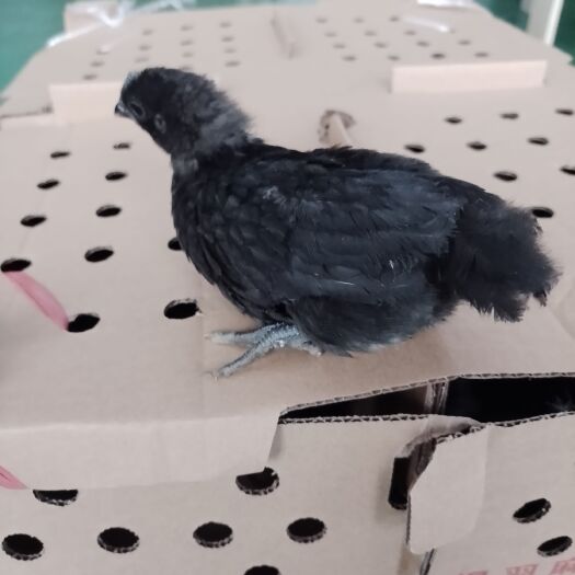 昆明脱温绿壳蛋鸡