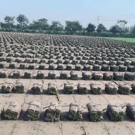 常州百慕大 沙培果岭草草卷