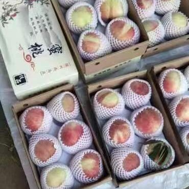 深州市深州大蜜桃