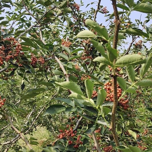北京陕西渭南韩城大红袍鲜花椒现摘现发