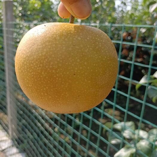 临沂秋月梨，无激素耐储存。