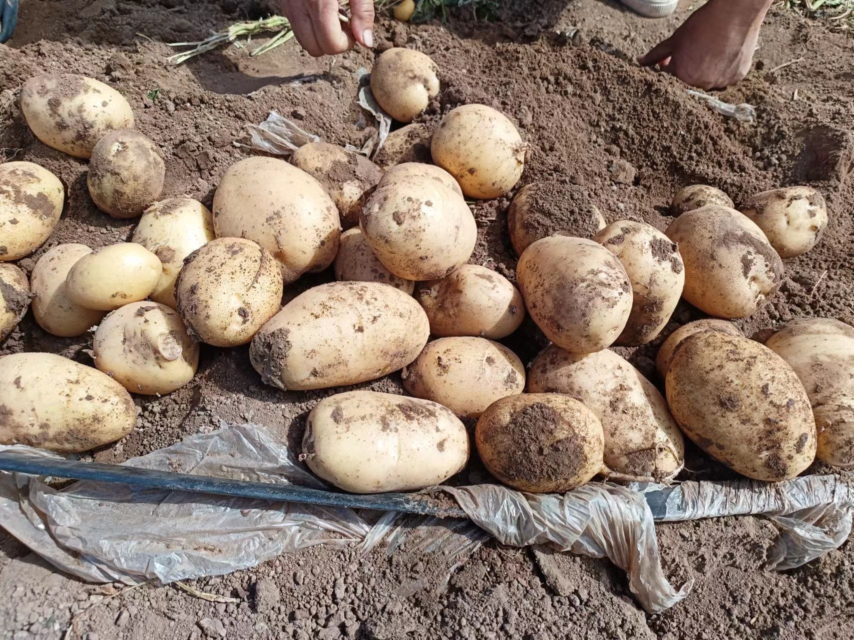 希森六号  黄皮黄心，口感鲜美，