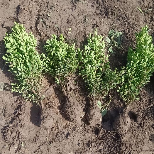 新沂市瓜子黄杨毛20冠幅