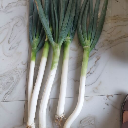 镇宁县长白大葱