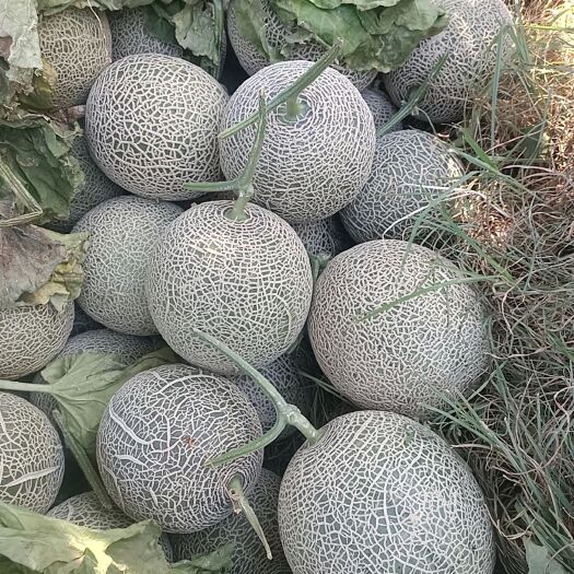 敖汉旗网纹瓜