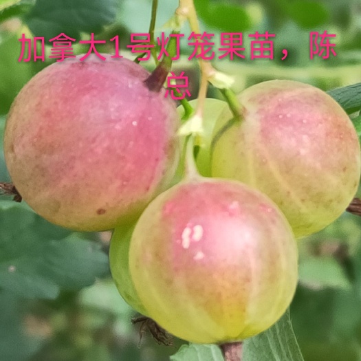 靖宇县灯笼果苗，现在栽灯笼果苗明年保证挂果产量高口感好。