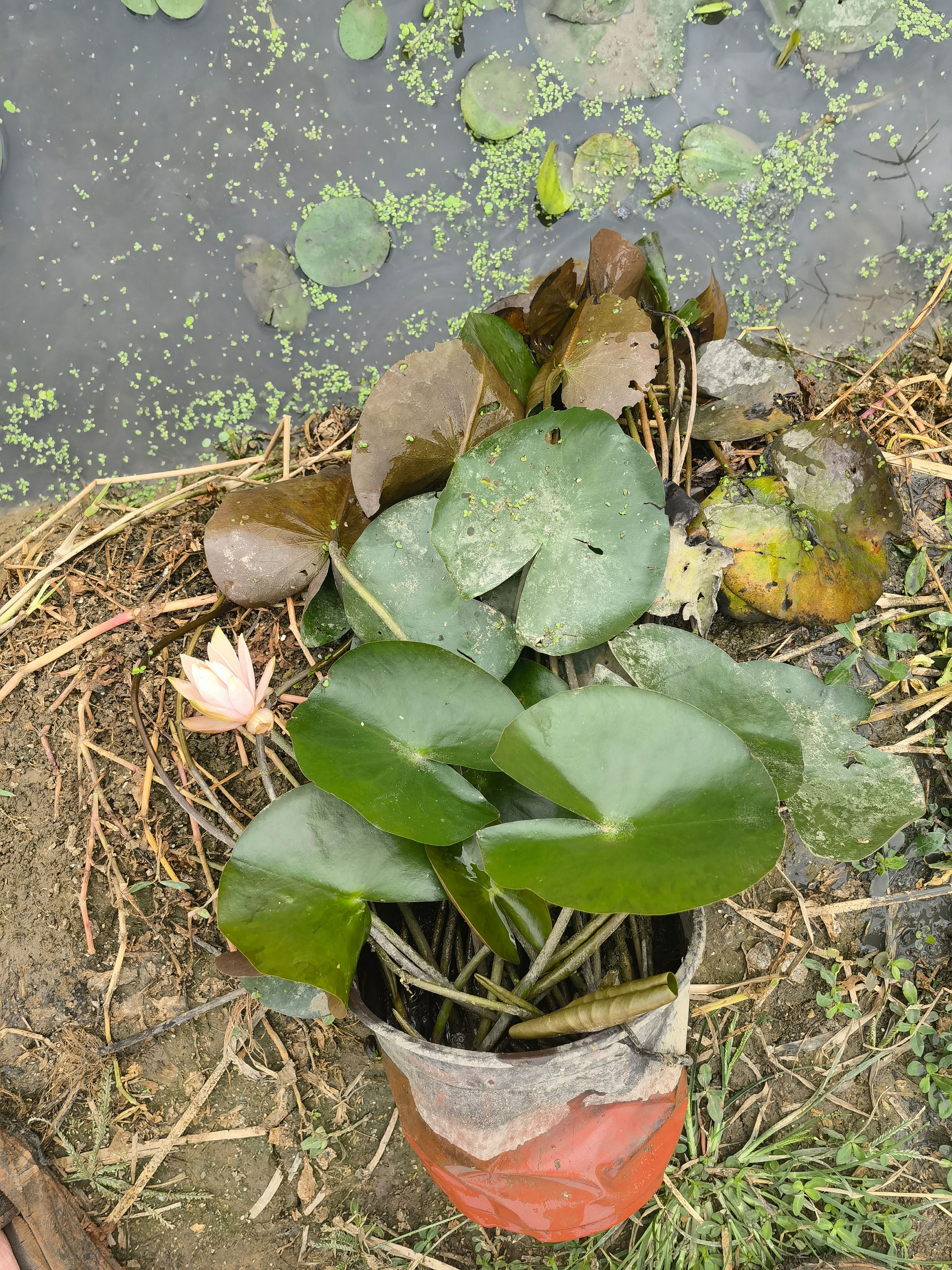 睡莲