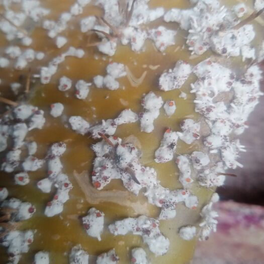 保山米邦塔胭脂虫干