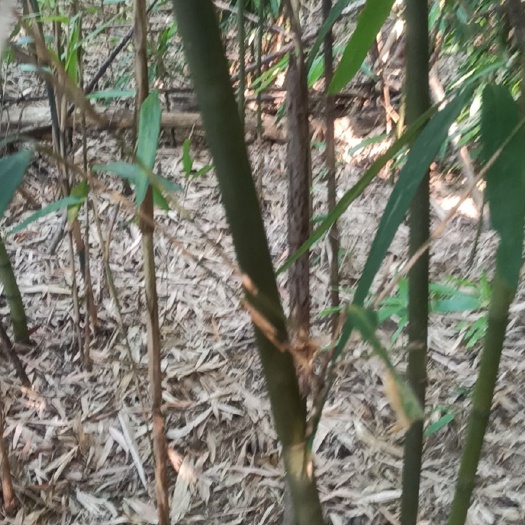 江华县苦竹