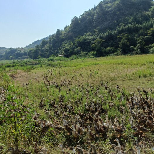 永新县农家跑田鸭