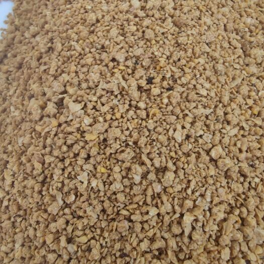 正定县糖化玉米，烘干糖化玉米颗粒，气味甜香，能量高，吸收好
