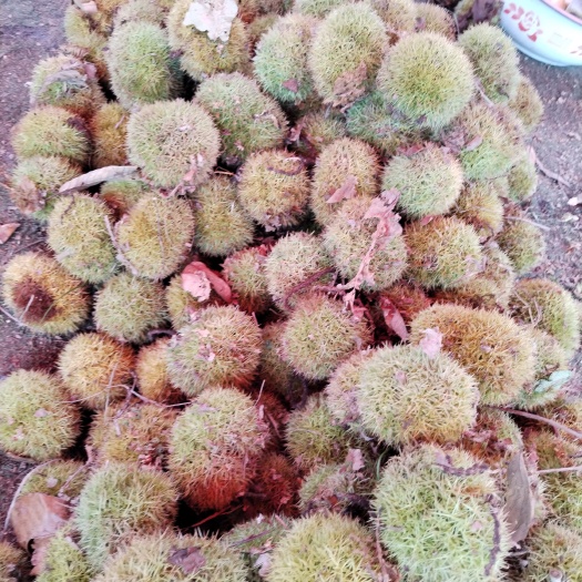 板栗刺球