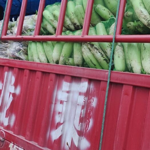 长治青头萝卜