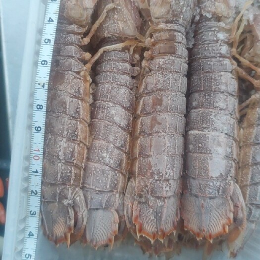 连云港熟冻大母皮皮虾（12-16头）
