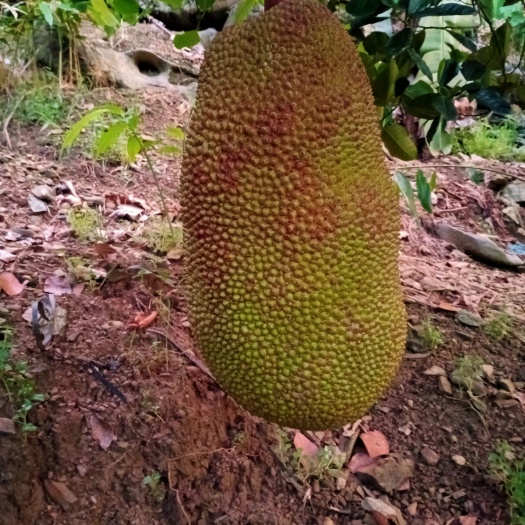 河口县菠萝蜜