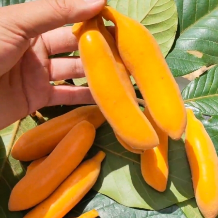 鄱阳县美人蕉种子 新特色水果皇妃蕉黄蕉果种子