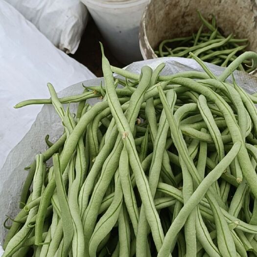 洪洞县无筋豆角