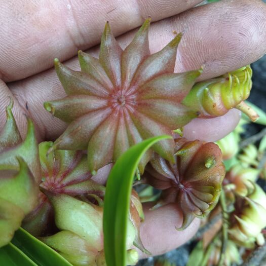 德昌县新鲜野生  莽草 中药材