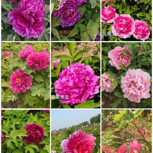 菏泽菏泽观赏牡丹