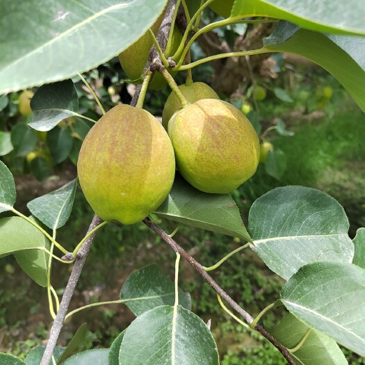 轮台县库尔勒香梨
