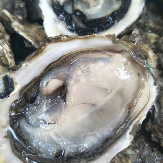 饶平县生蚝当天捞广东生蚝全壳鲜活牡蛎烧烤耗现捞现发可代清洗大蚝